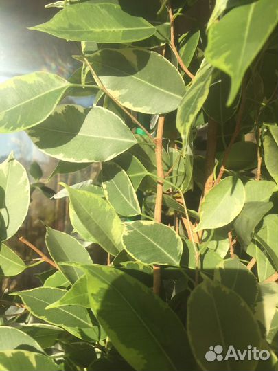 Фикус бенджамина пестролистный