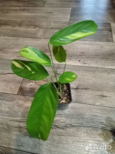 Маранты, строманты, калатеи