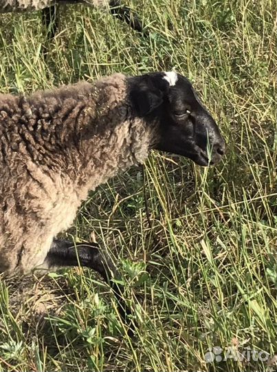 Овцы бараны романовская