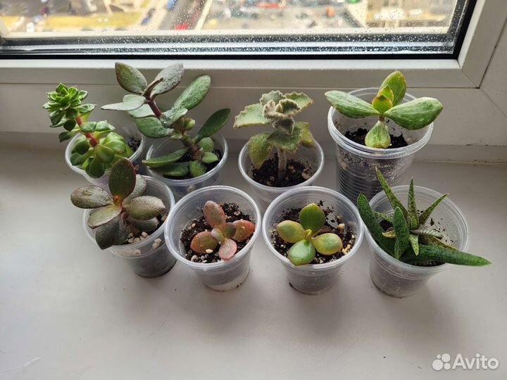 Суккуленты, фиалки, драцены и др