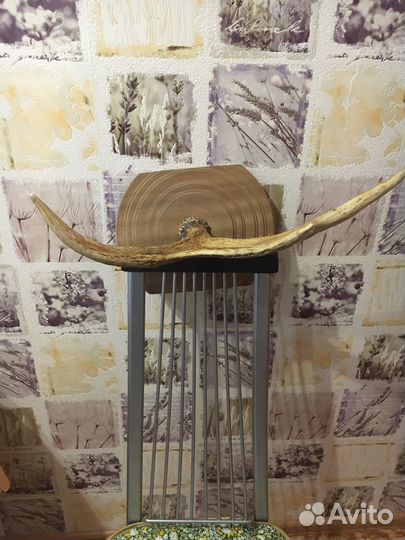 Продам рога лося