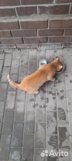 Котик в добрые руки