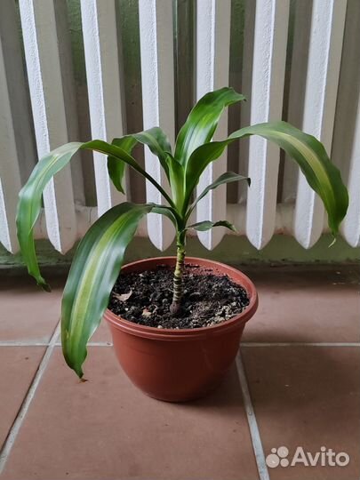 Гибискус.Замиокулькас.Драцена