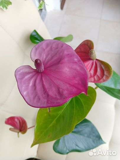 Антуриум Кавалли, Сильвер Блаш (комнатные цветы)