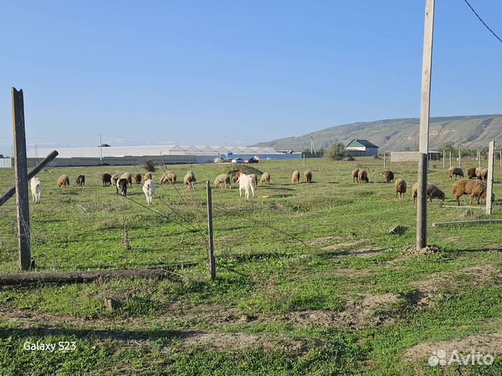 Овцы,барашки,козы дойные
