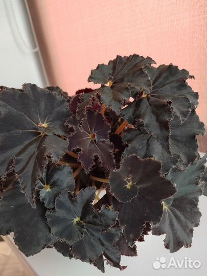 Бегония Black fang