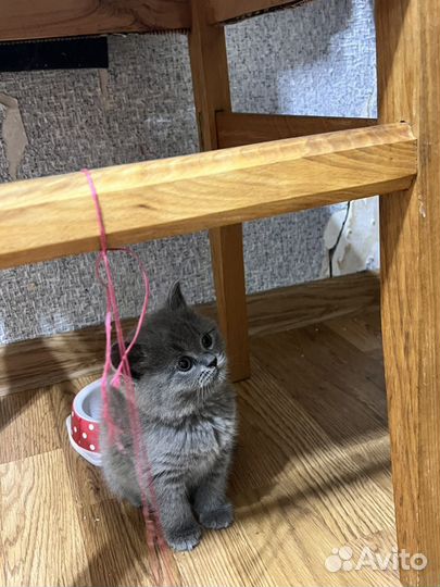 Шотландские вислоухие котята