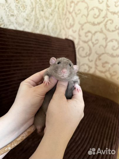 Крыса дамбо бесплатно