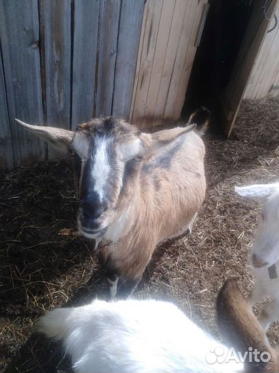 Баран, Козы