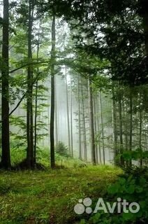 Продажа аренды леса