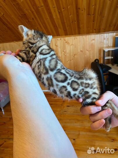 Бенгальские котята