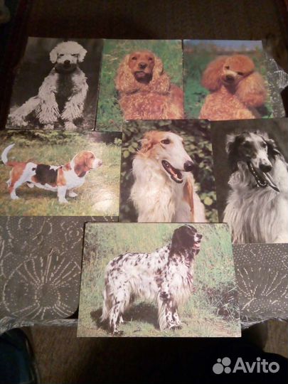 Открытки с видами собак