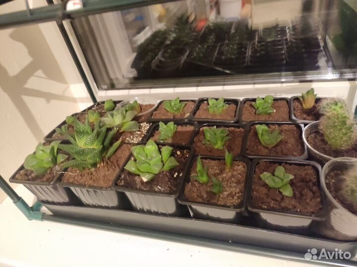 Комнатные цветы оптом и розница