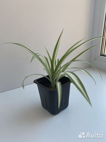 Хлорофитум