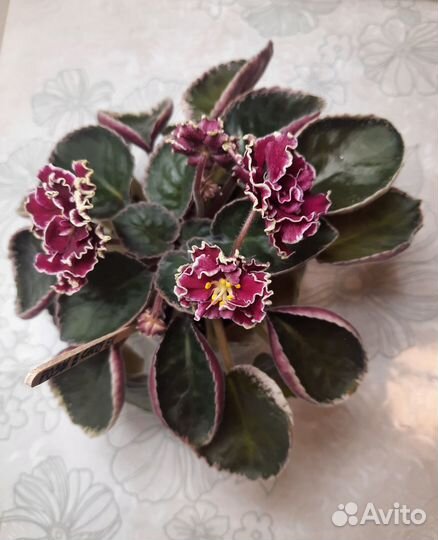 Фиалки цветущие