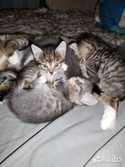 Продажа котят