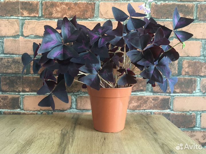 Кислица (Оксалис)