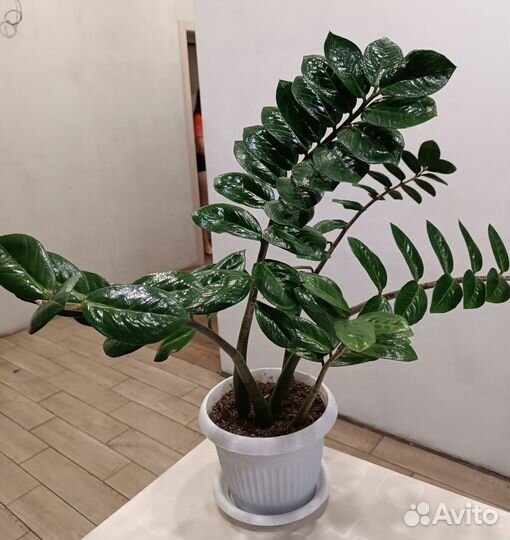 Замиокулькас