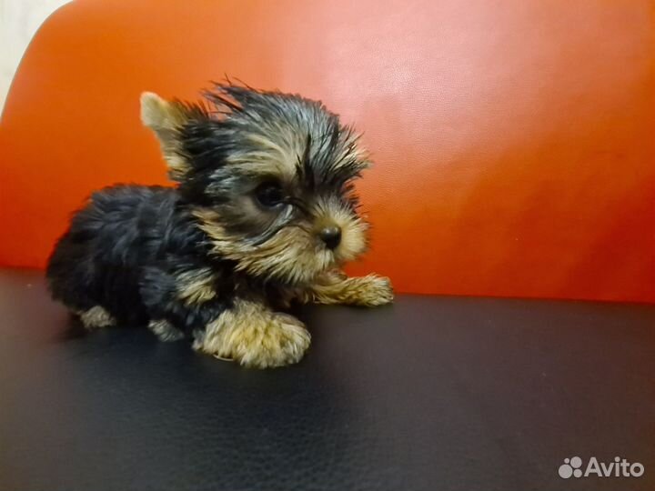 Йорки девочки