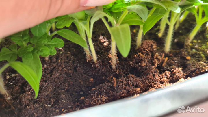 Рассада помидор. Байкальчики