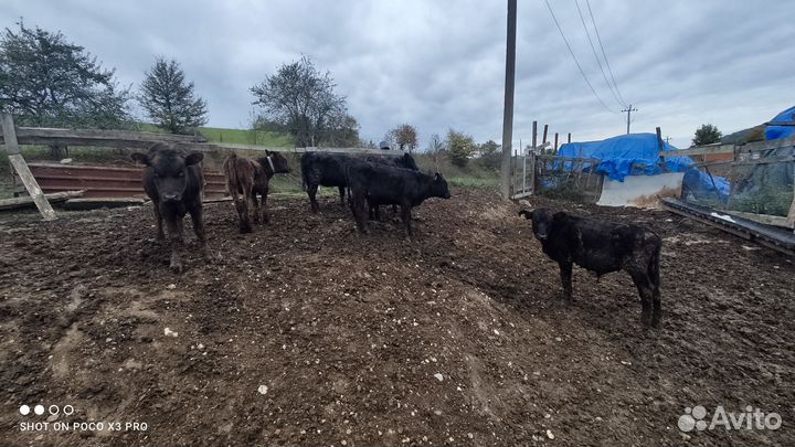 Телята бычки