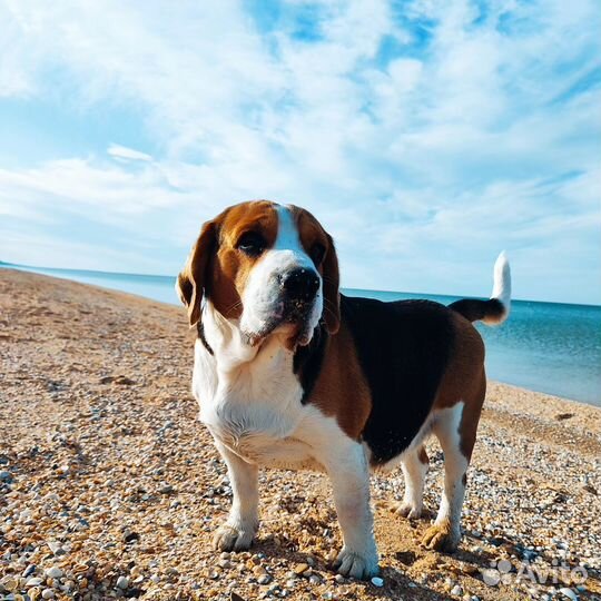 Вязка Бигль