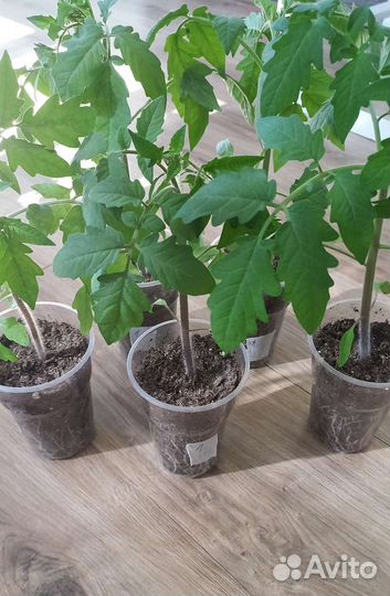 Рассада помидор