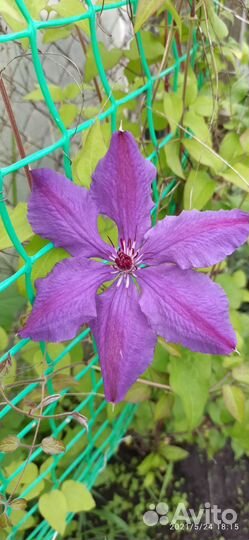 Клематисы