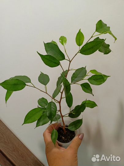 Фикусы на любой вкус