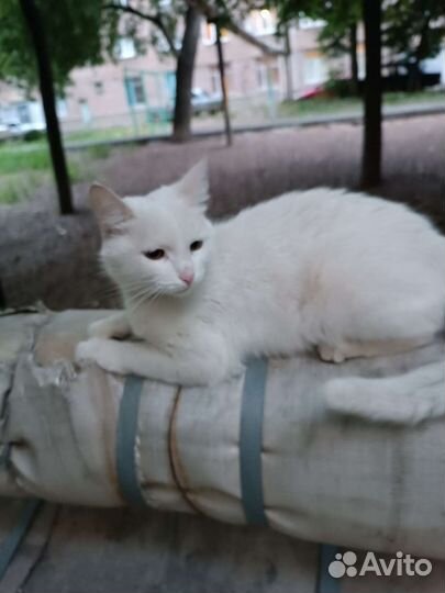 Отдам в добрые руки