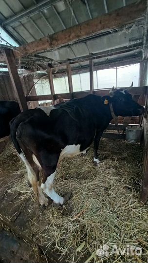 Корова дойная