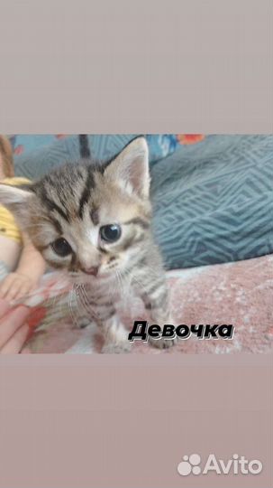 Котёнок в добрые руки