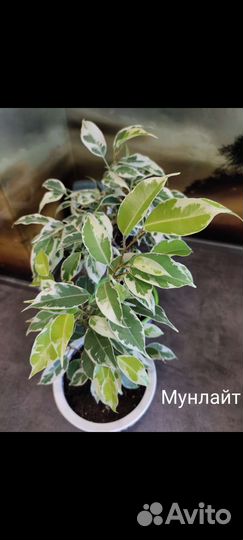 Фикус Мунлайт (*Мурманск)