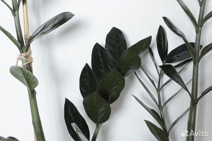 Замиокулькас Черный равен