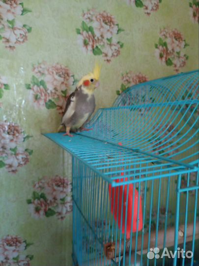 Попугай корелла