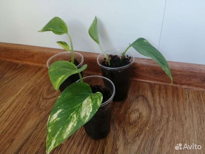 Сциндапсус золотистый