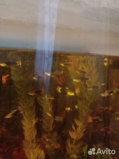 Аквариумные рыбки гуппи