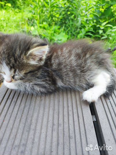 Котята в добрые руки бесплатно