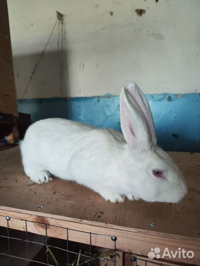 Кролик