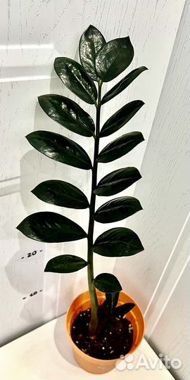 Замиокулькас черный равен