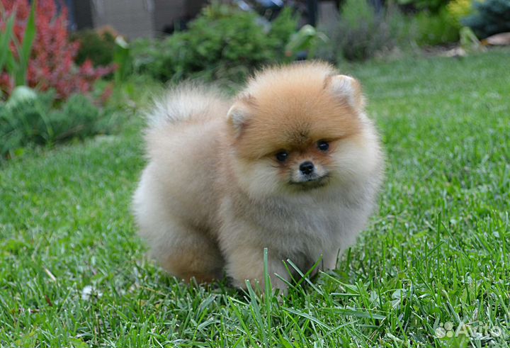 Померанский шпиц, мальчик