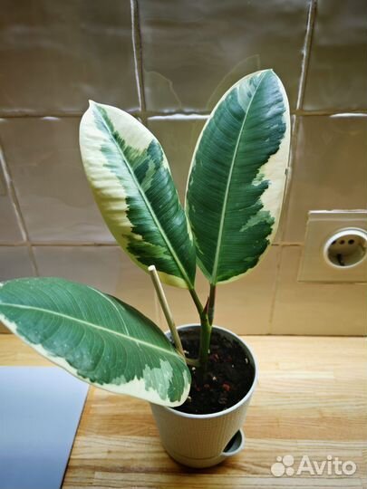 Фикус эластика