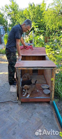 Собачья конура