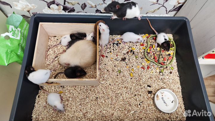 Крысята 01.05.24 от Дамбо папы и декоративной мамы