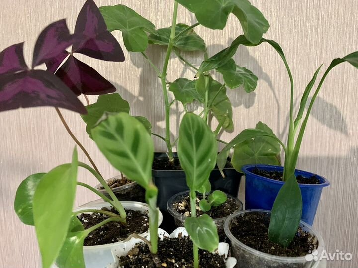 Разные отростки