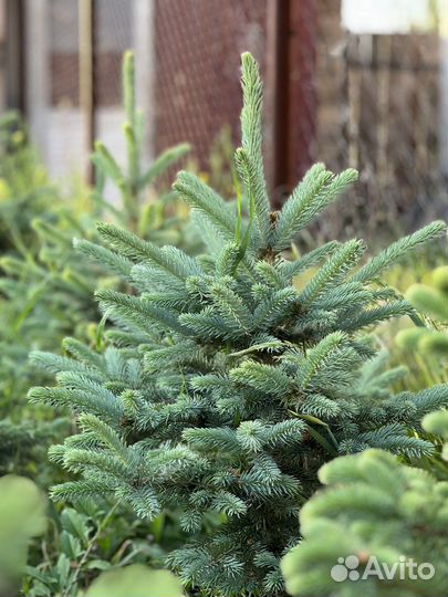 Голубые(сизые) ели