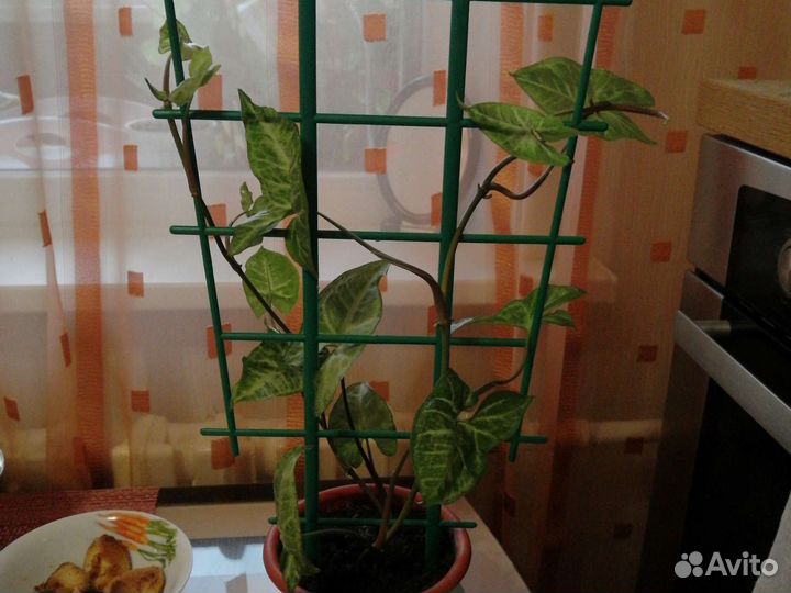 Коллекция комнатных растений