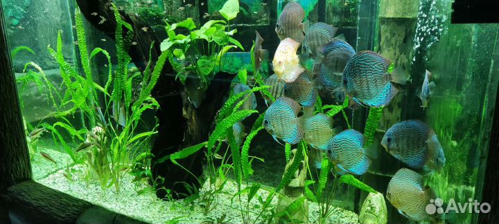 Аквариум 1000 л террариумы черепашники