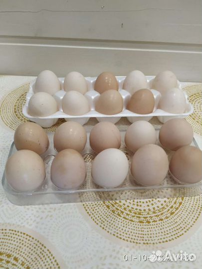 Домашние куриные яйца