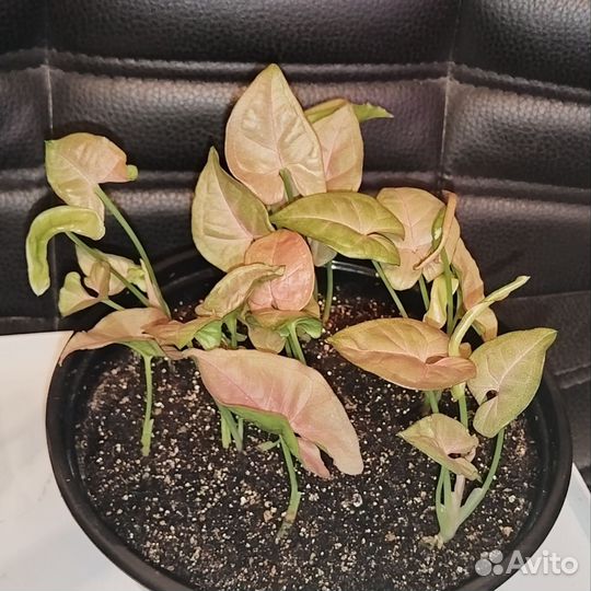 Сингониум neon pink